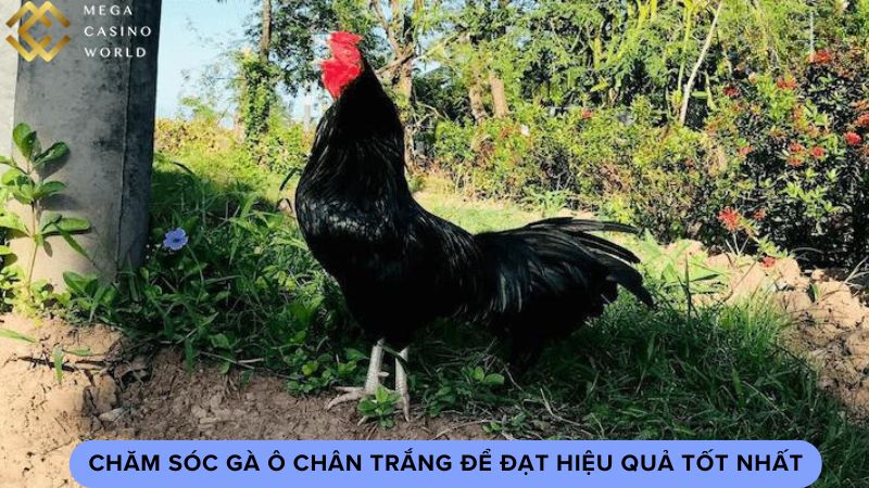 Chăm sóc gà ô chân trắng để đạt hiệu quả tốt nhất