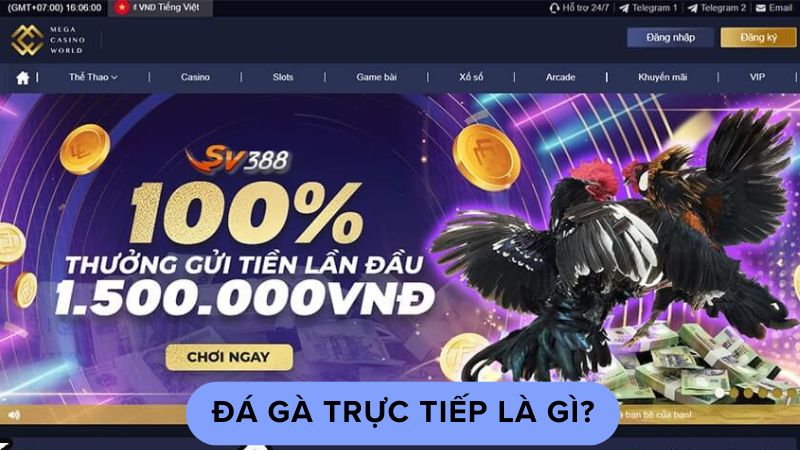 Đá gà trực tiếp là gì?