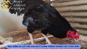 Đặc Điểm Và Lợi Thế Của Gà Ô Chân Trắng Trong Các Cuộc Đấu