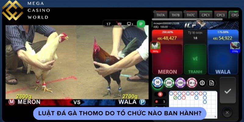 Luật đá gà thomo do tổ chức nào ban hành?