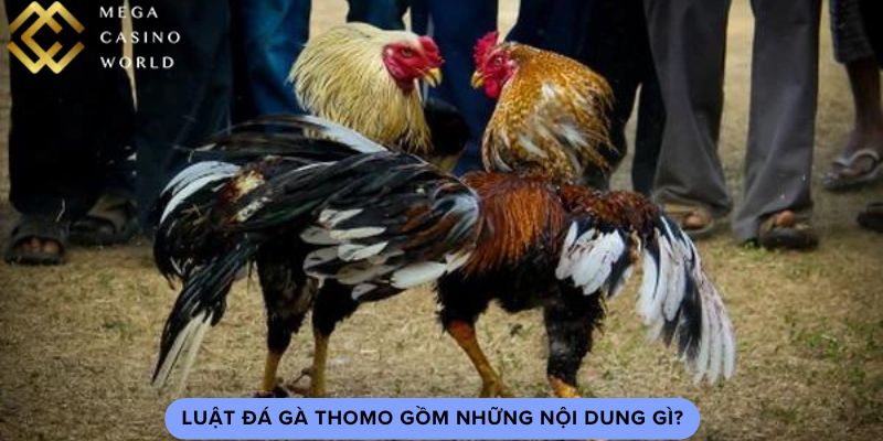 Luật đá gà thomo gồm những nội dung gì?