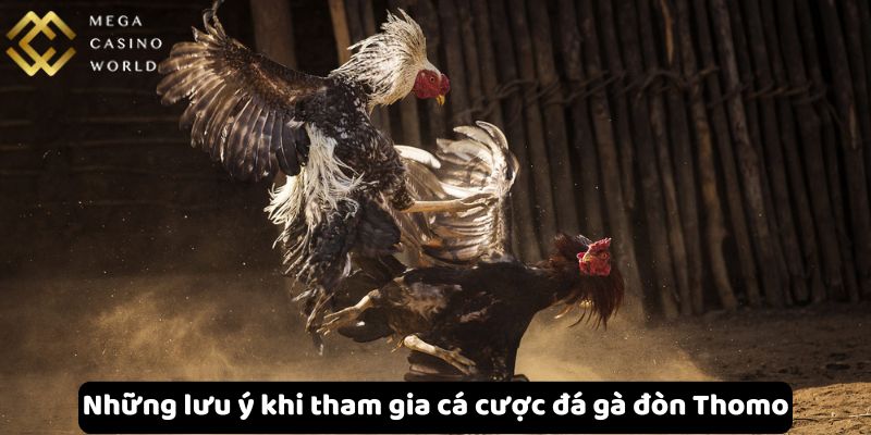 Những lưu ý khi tham gia cá cược đá gà đòn Thomo